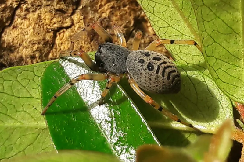 aracnidos